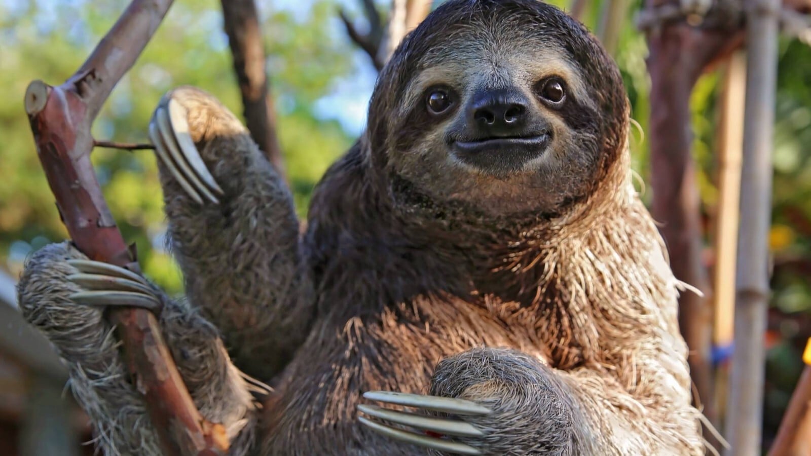 Sloth in a tree